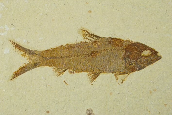 Fossil Fish (Knightia) - Wyoming #295571